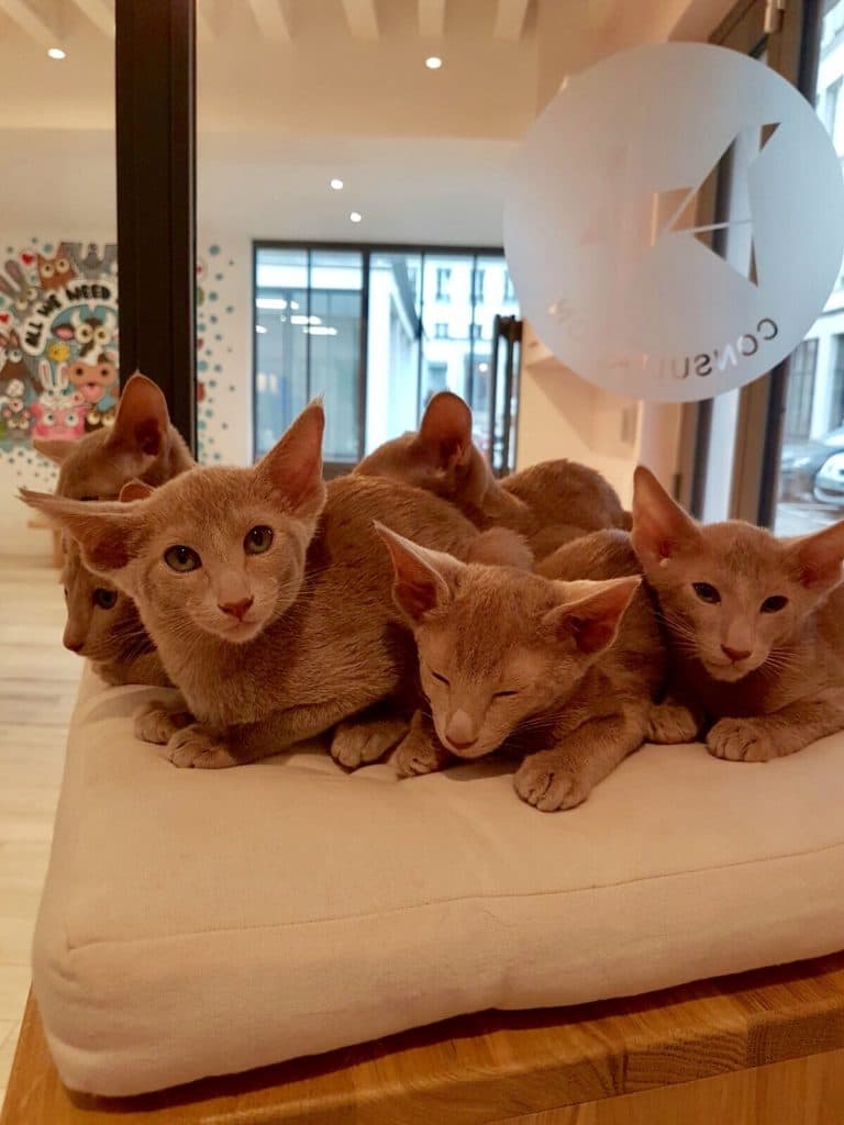 Quelques races félines à découvrir