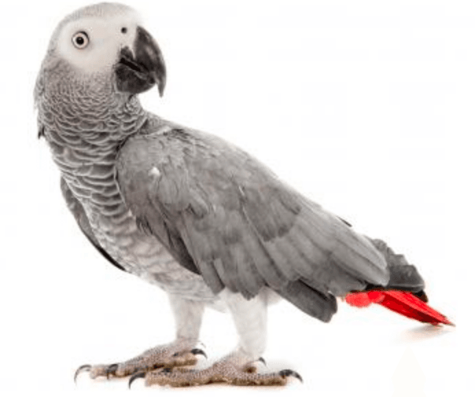 IDENTIFICATION OBLIGATOIRE DES GRIS DU GABON!