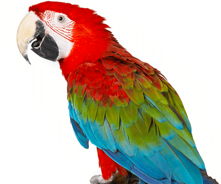 La maladie du bec et des plumes (PBFD) chez les oiseaux