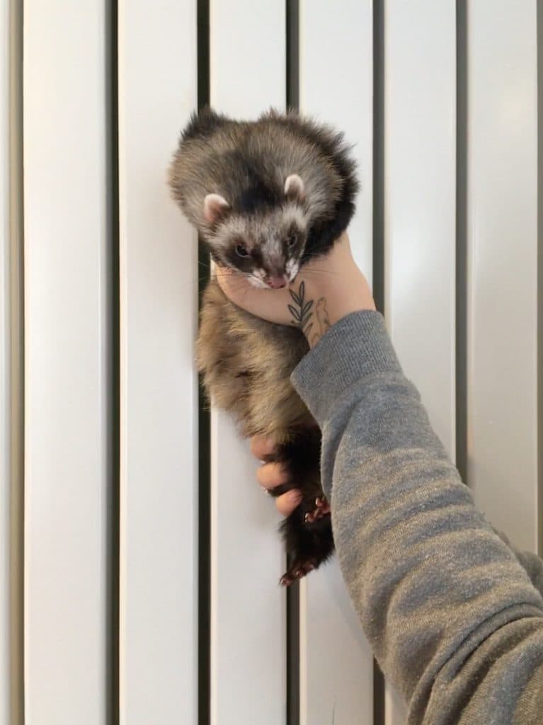 La vaccination du Furet