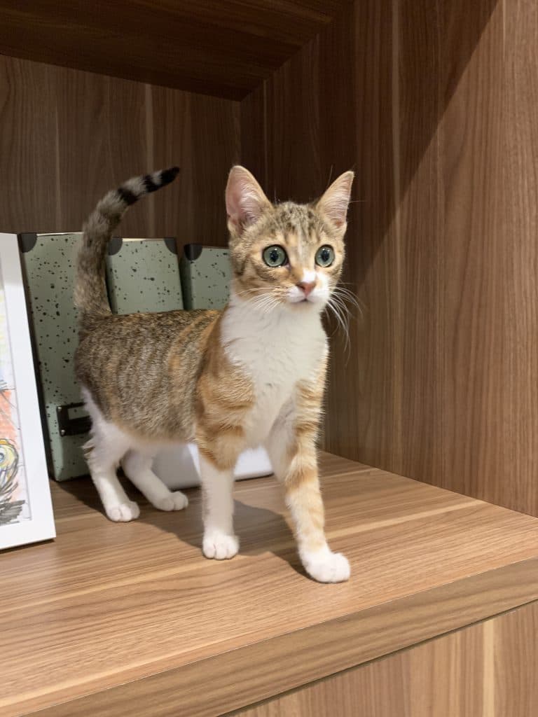 Pourquoi mon chat fait la tête quand je pars en Week-end?