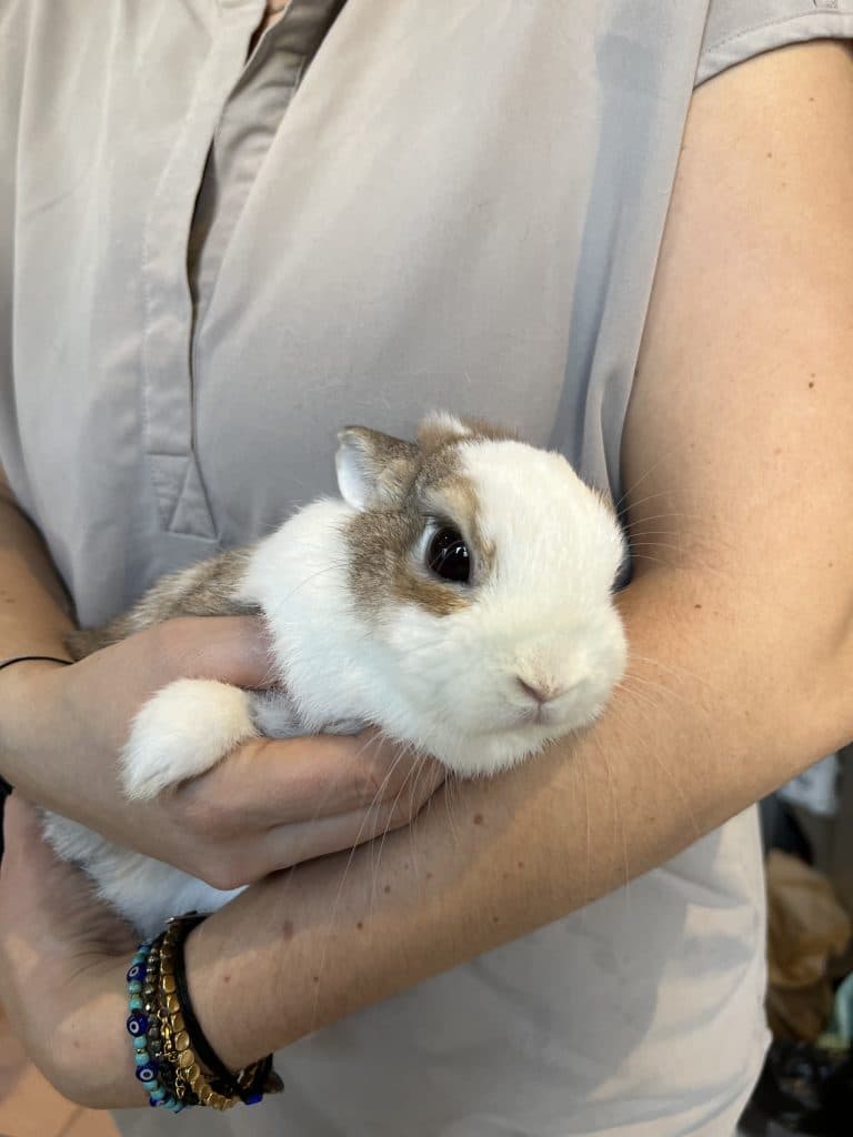 Mon lapin ne fait plus de crottes? Que faire?