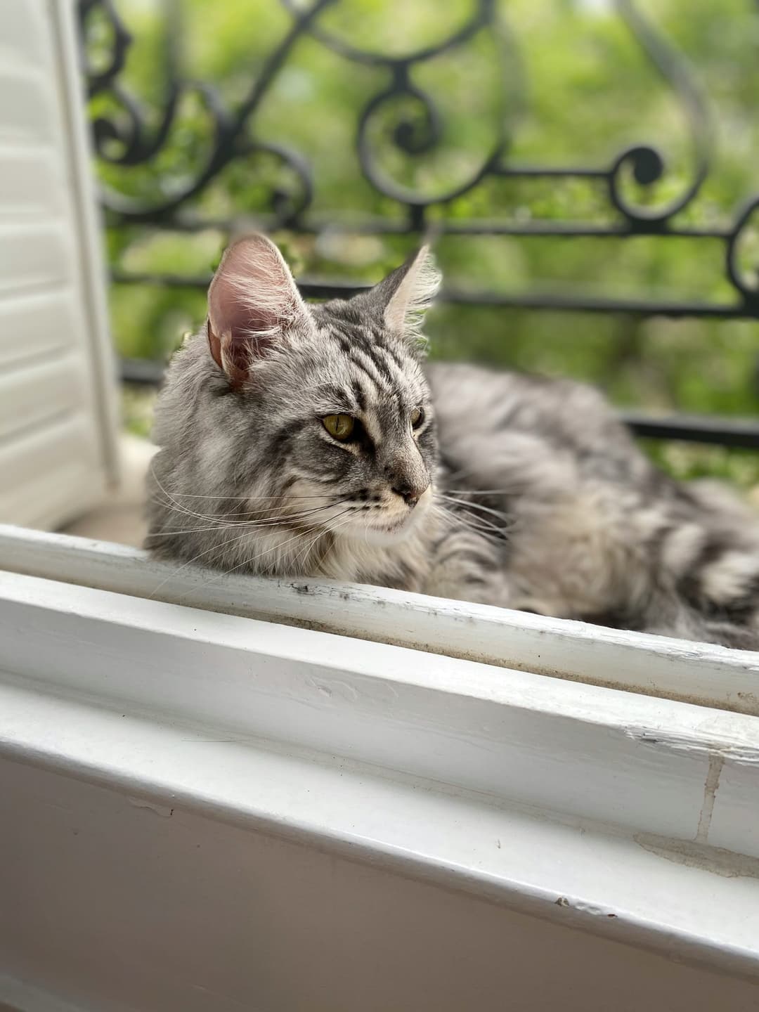 balcon-parisien-chat balcon parisien chat